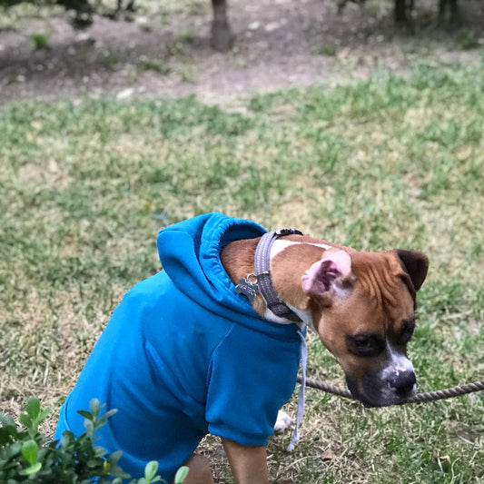 SUDADERA CON CAPUCHA COLOR azul, TIENE UN BOLSILLO PQUEÑO ATRAS, PARA GUARDAR ALGUN PREMIO O SUS BOLSITAS. PARA RAZAS PEQUEÑAS, MEDIANAS Y GRANDES.