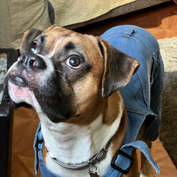 jumper o peto de mezclilla de pantalón, fácil de poner, CON VELCRO DE CADA LADO cómodo para perro de raza MEDIANA A GRANDE