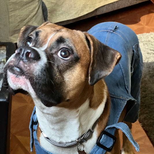 jumper o peto de mezclilla de pantalón, fácil de poner, CON VELCRO DE CADA LADO cómodo para perro de raza MEDIANA A GRANDE